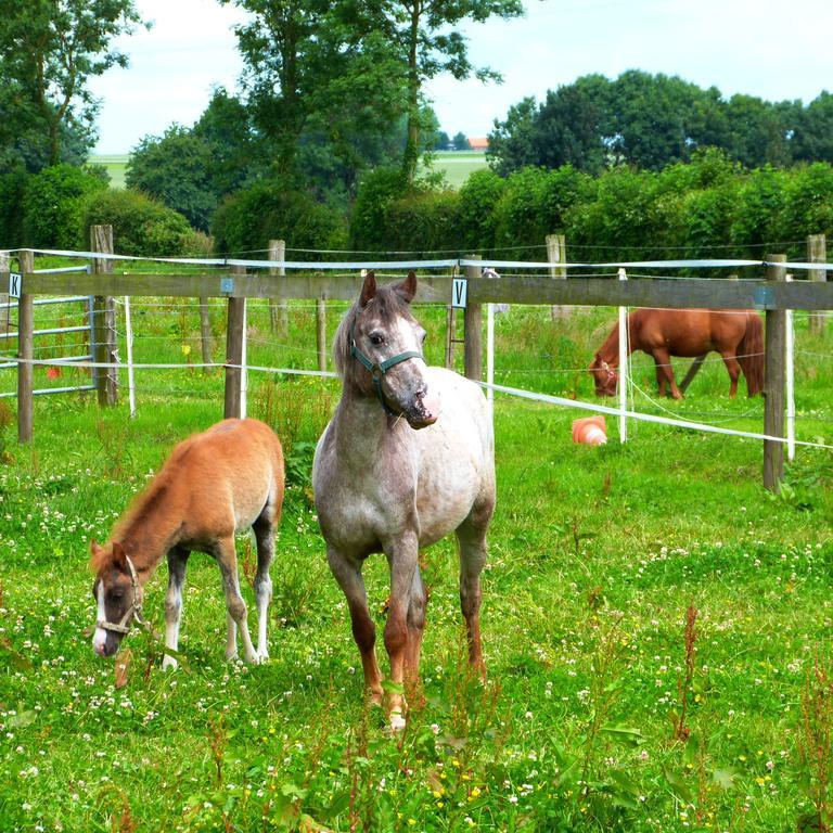 Gite Et Relais Equestre De Marie Tours-en-Vimeu Exterior photo
